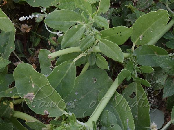 Many Stamen Horse Purslane